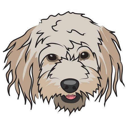 Signmission Cavachon Dog Decal, Dog Lover Decor Vinyl Sticker D-12-Cavachon